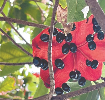 美麗“賽蘋婆” 果實艷過花