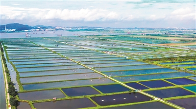 南沙鮮鯇成“網(wǎng)紅魚”年產(chǎn)值2億元 背后是科技創(chuàng)新助力鯇魚產(chǎn)業(yè)華麗轉(zhuǎn)身