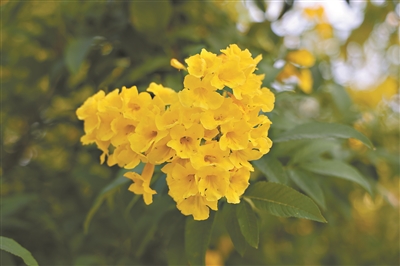 黃鐘花開 秋意漸濃