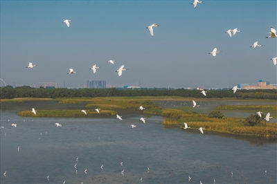 “鳥中大熊貓”連續(xù)10年來穗越冬
