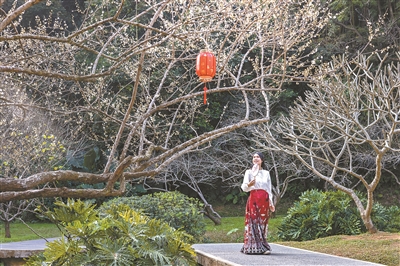 白云山“梅樹王”初綻俏枝頭