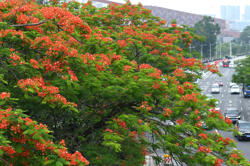 千年花城 每月一花丨如果畢業(yè)有顏色，那一定像鳳凰花一樣燦爛