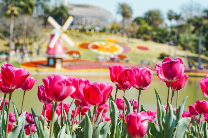 滿城鮮花陪你廣州過大年，第31屆廣州園林博覽會2月4日開幕！