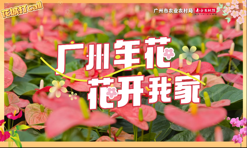 “廣州年花 花開(kāi)我家”——花城打call視頻