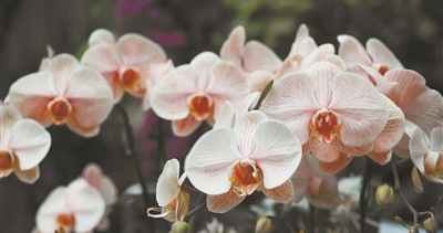 華南國家植物園舉辦2024龍年新春珍奇蘭花展