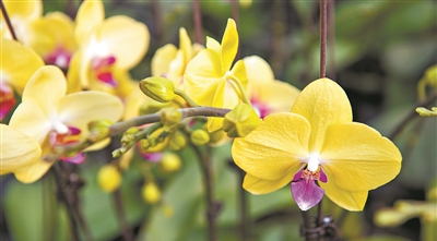 年花大賞，你pick哪一種？