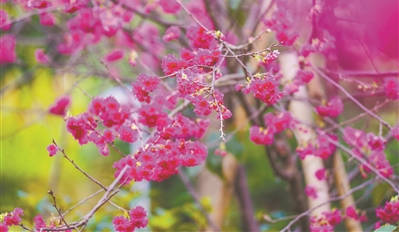 春色無邊 “櫻”為有你