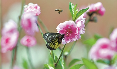 花開紅云一片 灼灼世外桃源