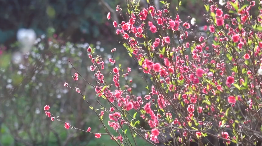早春“頂流”的她：可顏可甜，寓意技能拉滿