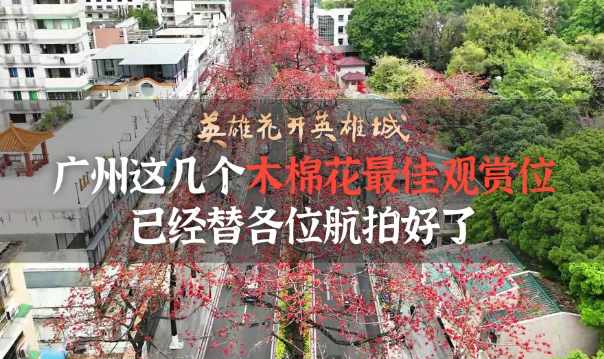 英雄花開(kāi)英雄城︱廣州這幾個(gè)木棉花最佳觀賞位 已經(jīng)替各位航拍好了