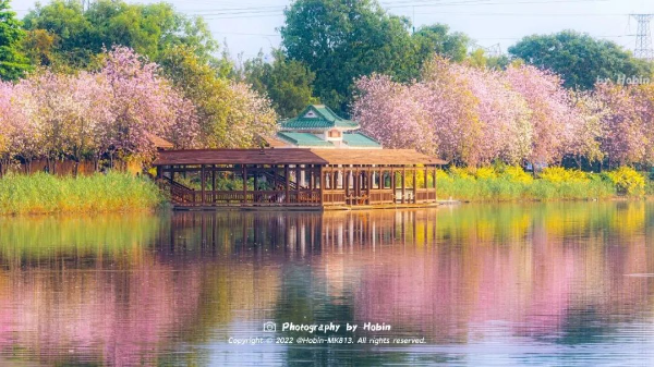 花城廣州最美的時(shí)候，到了！