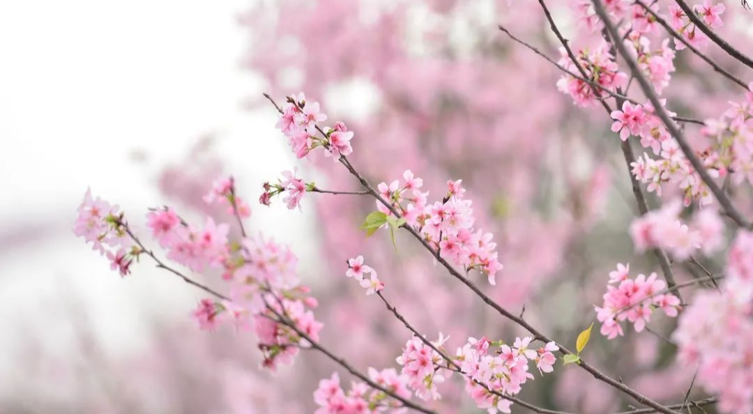 廣州多條保姆級(jí)賞花路線→春天一起“走花路”！