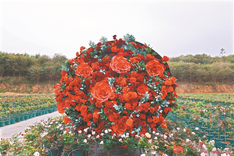 花都舉辦月季培育大會(huì)