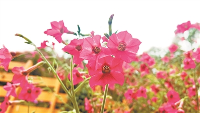 春來(lái)花爛漫 開(kāi)出滿城芳