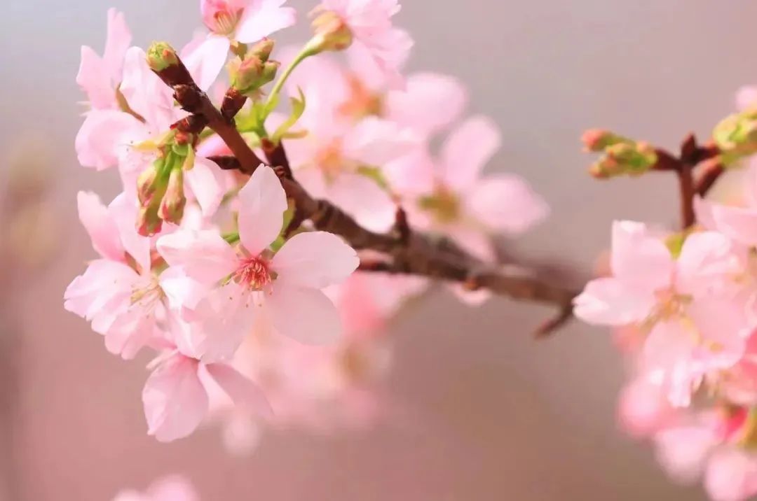 真的在廣州！十里繽紛粉色“櫻花海”，太夢(mèng)幻了