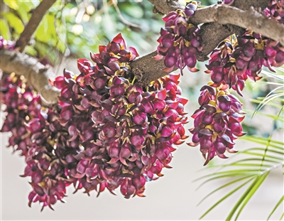 白云山上一藤62歲的紫色禾雀花進(jìn)入盛花期