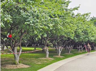 4月來(lái)蘿崗共享“梅”好時(shí)光