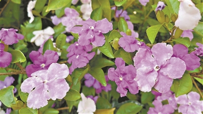 本輪鴛鴦茉莉“濃妝”上場(chǎng)