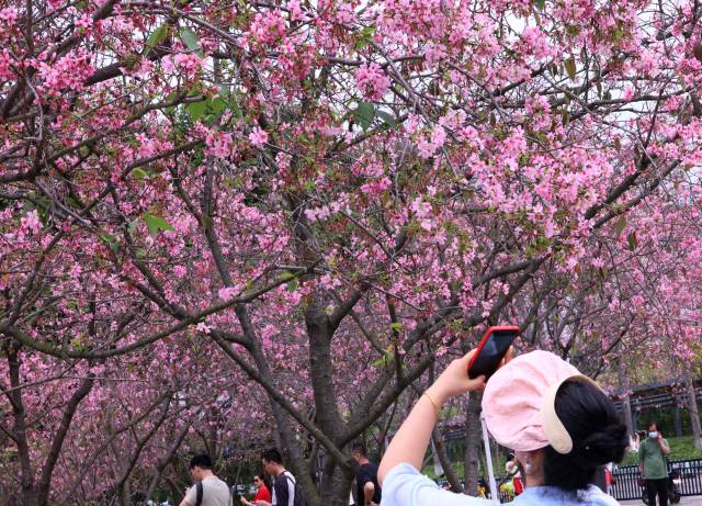 春和景明，來(lái)黃埔吧！看櫻花盛放、禾雀飛舞