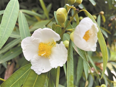 能沉水的鐵力木 觀葉賞花正當(dāng)時(shí)