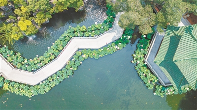 在這，賞荷風(fēng)蓮韻