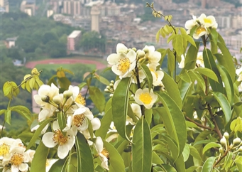 “南方森林衛(wèi)士”木荷盛開(kāi)