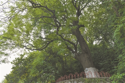 可愛紅豆子 聊表愛慕情