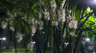 玉蕊花盛開(kāi)，來(lái)這兒邂逅仲夏月夜綻放的精靈