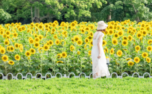 廣州塔下向日葵“花海”回歸！朵朵“爆”開(kāi)，面積超大！