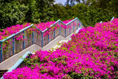 黃埔“紫紅瀑布”火了！最佳打卡點(diǎn)就在這里