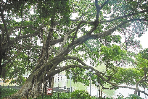 古榕見證東山湖公園建成