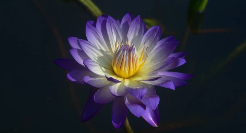 夏末秋初，有一類睡蓮正悄悄迎來(lái)盛花期！