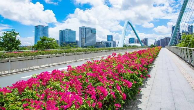 一起走花路！空中花廊“醉”美南沙