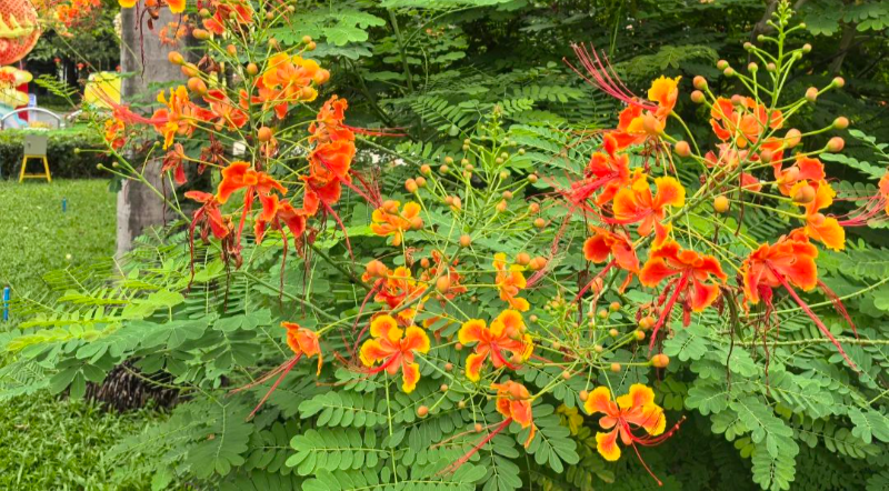 迎來(lái)秋分！來(lái)廣州這里邂逅今年第一抹秋色→