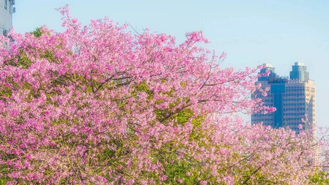 異木棉花開(kāi)！秋日游廣州，收錄限定粉色浪漫！