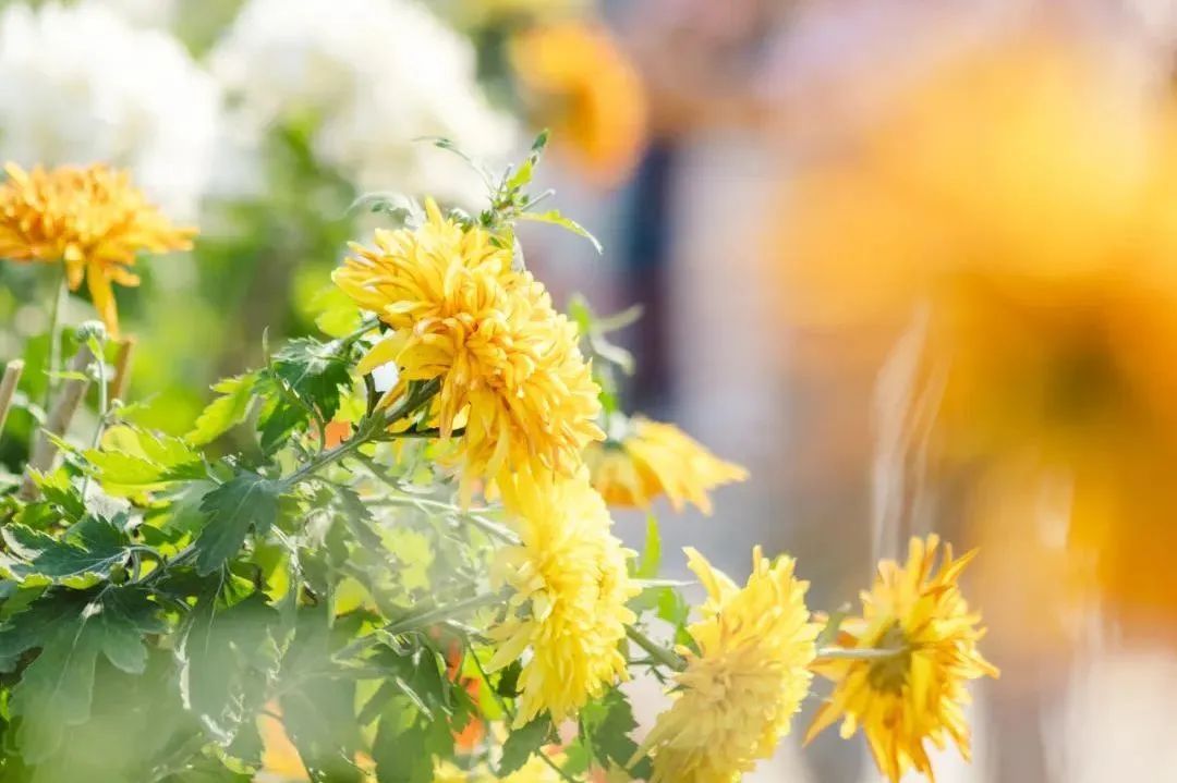 廣州限定秋“色”加載中……你最心水哪款？