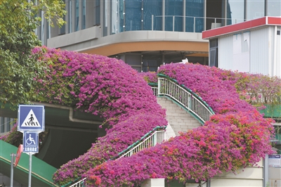 盛放三角梅開(kāi)的不是花？用鮮艷苞片“招蜂引蝶”