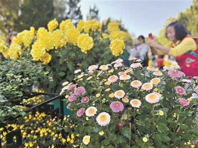 第十屆黃花文化節(jié)開(kāi)幕  快來(lái)看300多種品種菊