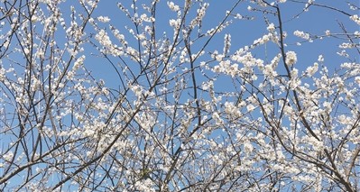 流溪河國(guó)家森林公園第二十三屆流溪梅花節(jié)開(kāi)幕
