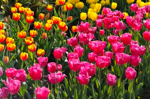 2024 Yuntai Garden Tulip Exhibition