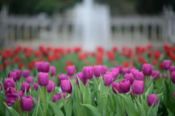 2024 Yuntai Garden Tulip Exhibition