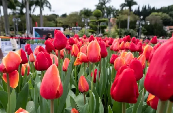 2024 Yuntai Garden Tulip Exhibition