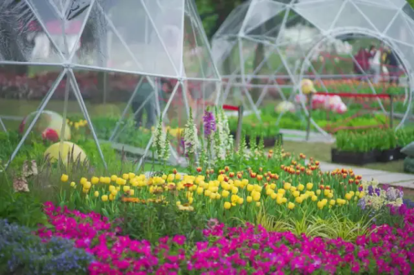 2024 Yuntai Garden Tulip Exhibition