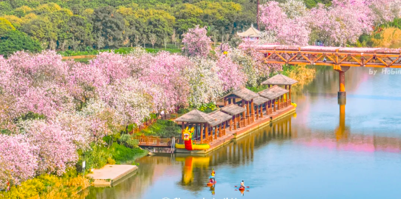 立春賞花！廣州五大迎春花海，邀你共赴詩(shī)意春天！