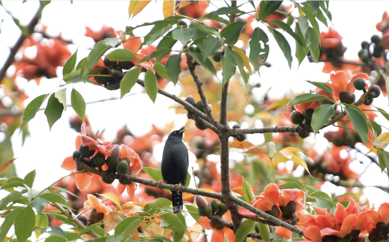 廣州春季鮮花怒放 踏青賞花正當(dāng)時(shí)