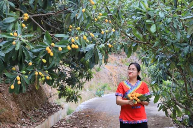 畬族村黨支部書記雷映霞采摘枇杷。