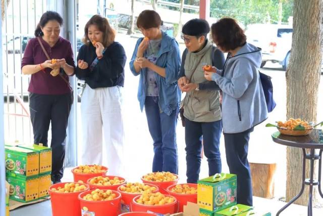 游客品嘗購買枇杷