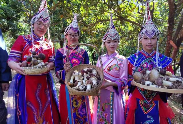 畬族村紅松茸采摘活動