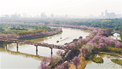 宮粉櫻花映日艷 一城春色半城芳