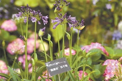 近400種球根花卉在華南國(guó)家植物園綻放